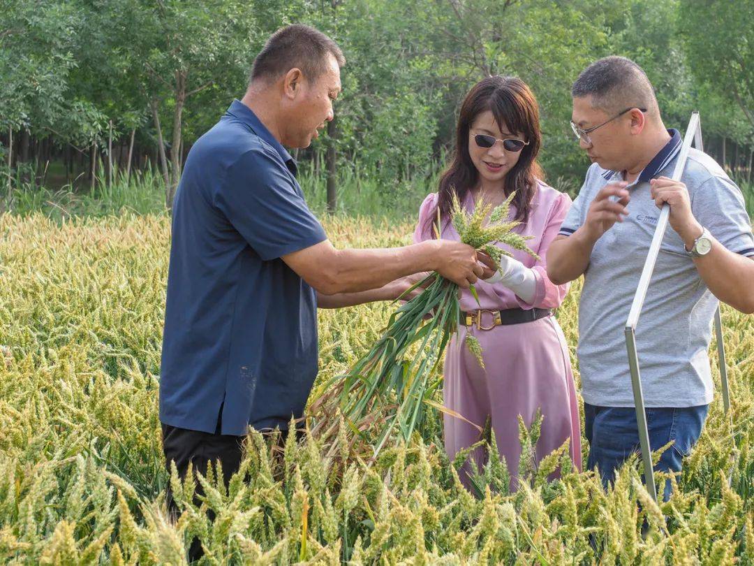 【人文纪实】津门网王忠谋：“麦痴”张国英