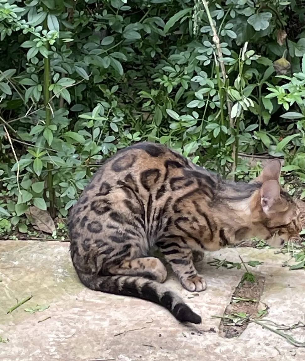 小区里看见一只流浪猫<strong></p>
<p>猫币</strong>，朋友看见照片后打来电话：行走的人民币呀