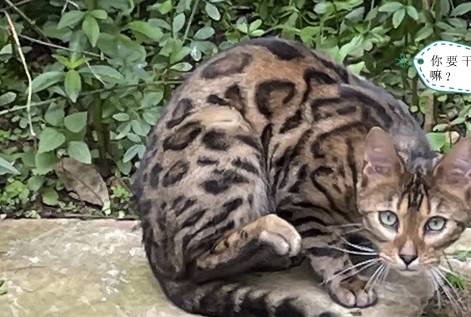 小区里看见一只流浪猫<strong></p>
<p>猫币</strong>，朋友看见照片后打来电话：行走的人民币呀