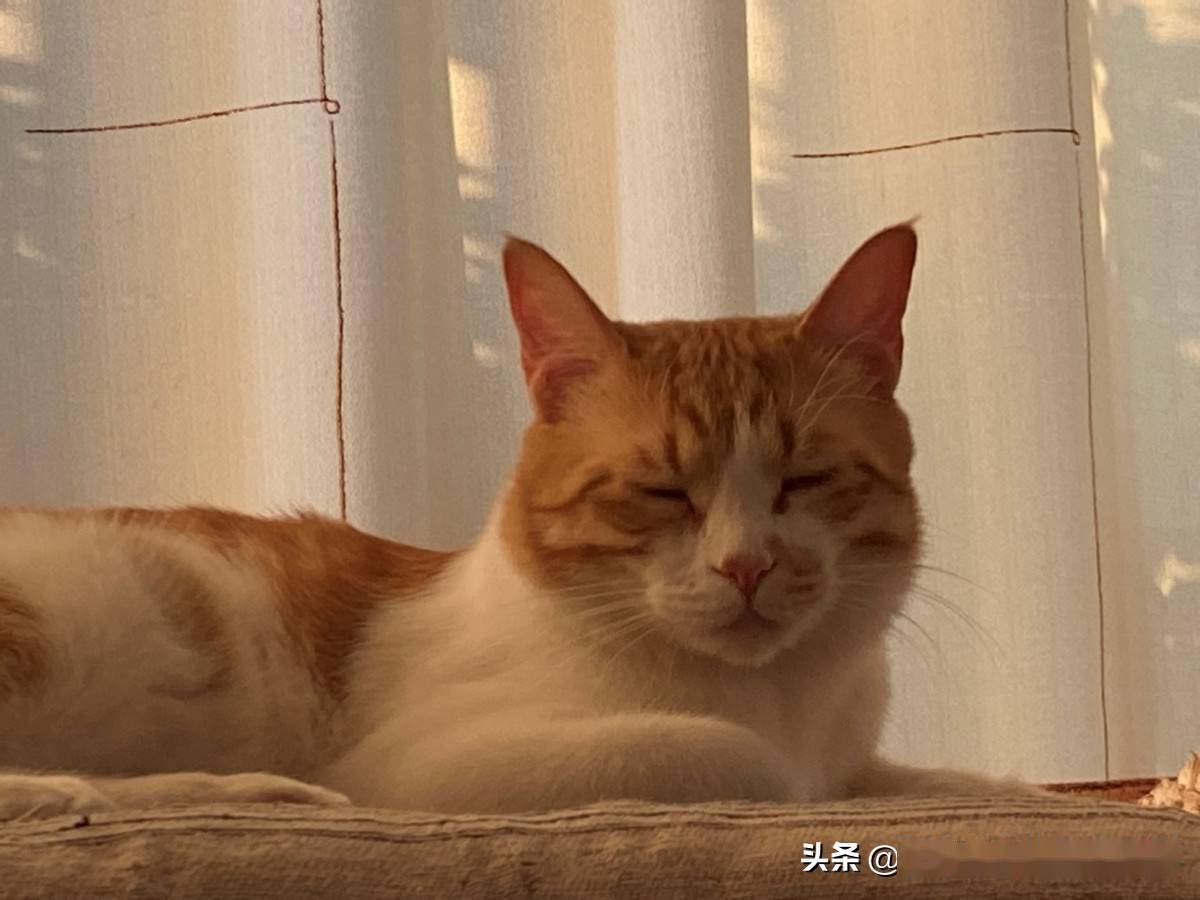 猫：照猫画猫<strong></p>
<p>猫币</strong>，看看画得像吗？