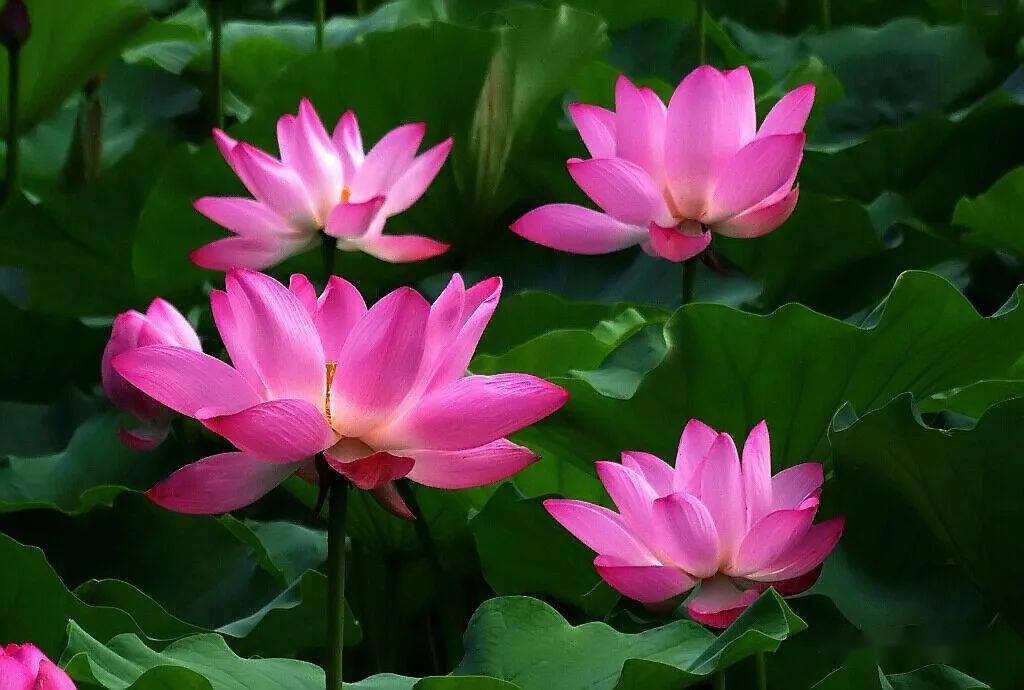 北海赏荷