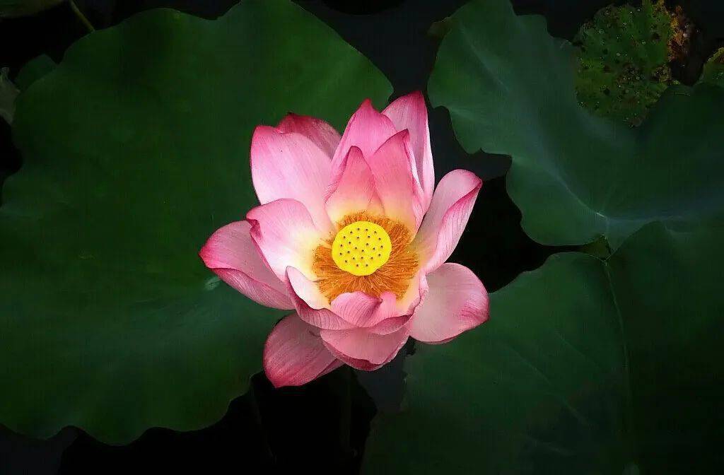 北海赏荷