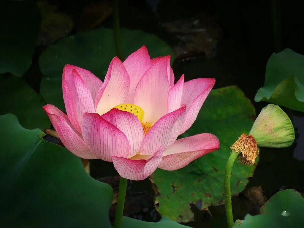 北海赏荷