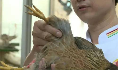白切鸡的五星大厨秘制法<strong></p>
<p>白币网</strong>！选材到蘸料一网打尽！