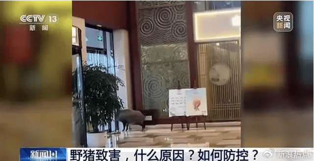 野猪侵入高铁联络线与列车相撞<strong></p>
<p>币圈基本知识</strong>，此类事故如何避免？