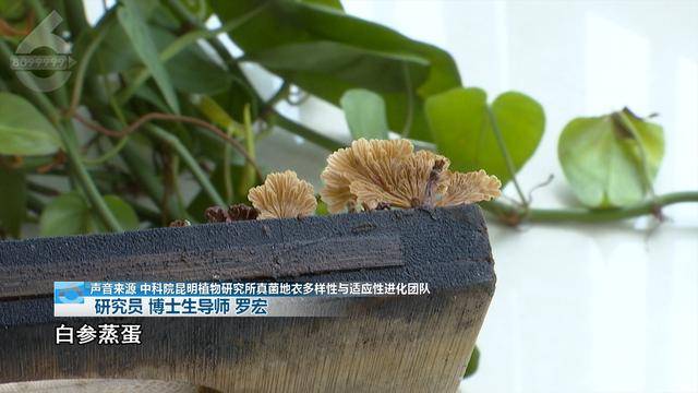“可以蒸蛋”！昆明一女子家中搓衣板上长菌<strong></p>
<p>交易客户端</strong>，品种竟是……