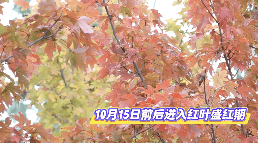 北京将迎新一轮秋雨<strong></p>
<p>DAI</strong>,赏红期预告来了!