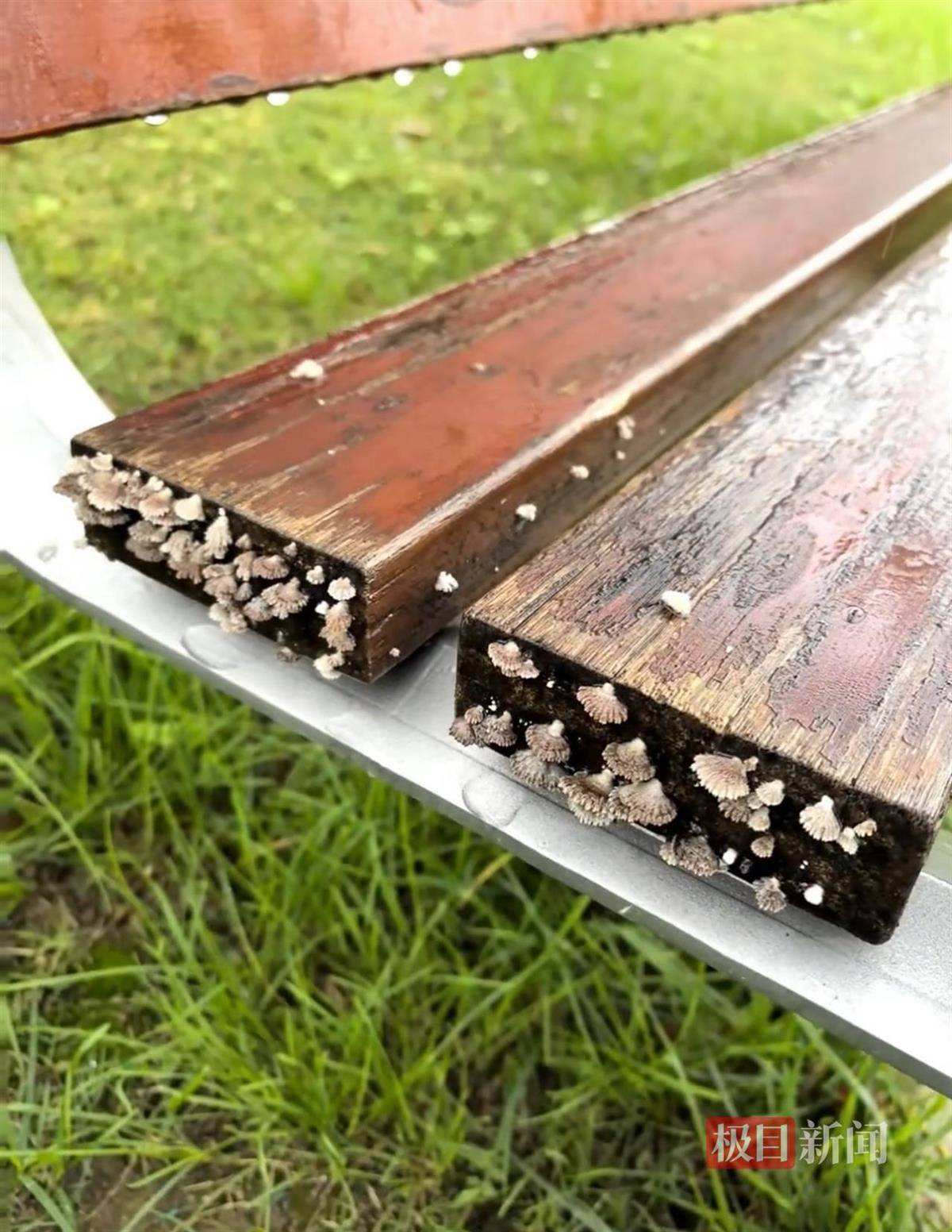 西安连续一个多月降雨遍地长蘑菇<strong></p>
<p>DAI</strong>,大雁塔受潮,城墙布满青苔,气象局解释成因