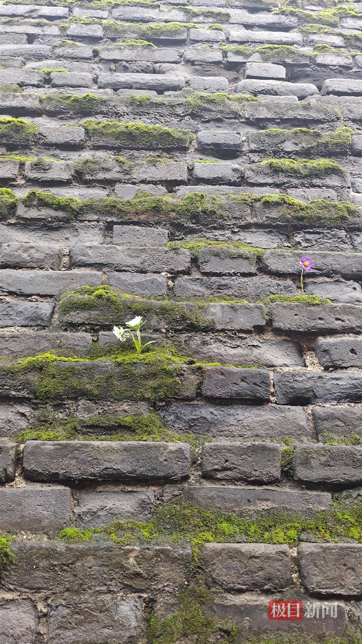 西安连续一个多月降雨遍地长蘑菇<strong></p>
<p>DAI</strong>,大雁塔受潮,城墙布满青苔,气象局解释成因