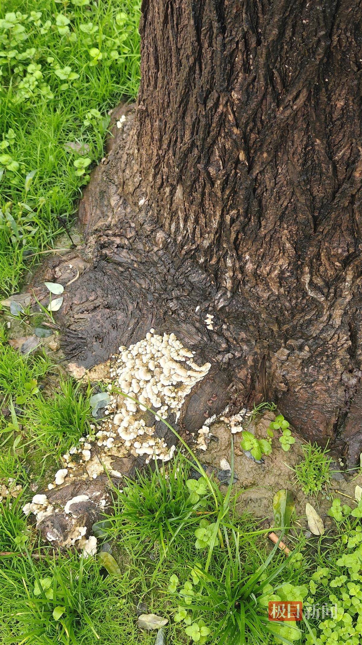 西安连续一个多月降雨遍地长蘑菇<strong></p>
<p>DAI</strong>,大雁塔受潮,城墙布满青苔,气象局解释成因