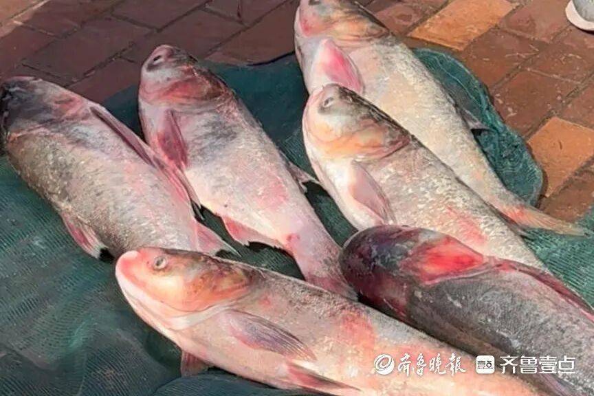 “鱼多得数不过来<strong></p>
<p>dot</strong>,一网子下去能捞好几条”济南锦绣川水库开闸放水,大量鲢鱼被冲出,工作人员:禁止捕捞!