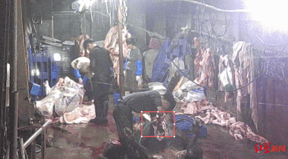 注水牛肉调查:屠宰场藏身农家院<strong></p>
<p>fil币价格今日行情</strong>,深夜切开牛胸注水数分钟,牛肉连夜送批发市场