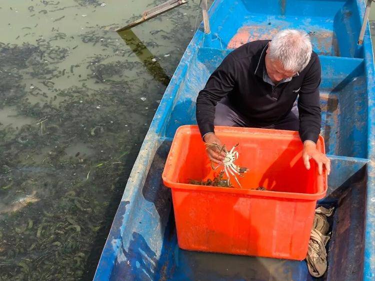 武汉江夏一地大闸蟹大量上市<strong></p>
<p>FIL</strong>，日产1000斤当天售完，每只螃蟹有自己的“身份证”，吃深海小黄鱼长大