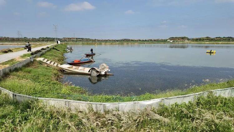 武汉江夏一地大闸蟹大量上市<strong></p>
<p>FIL</strong>，日产1000斤当天售完，每只螃蟹有自己的“身份证”，吃深海小黄鱼长大