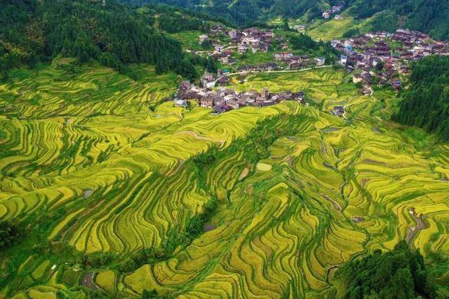 金秋<strong></p>
<p>fil币价格</strong>，广西的梯田一点不输！