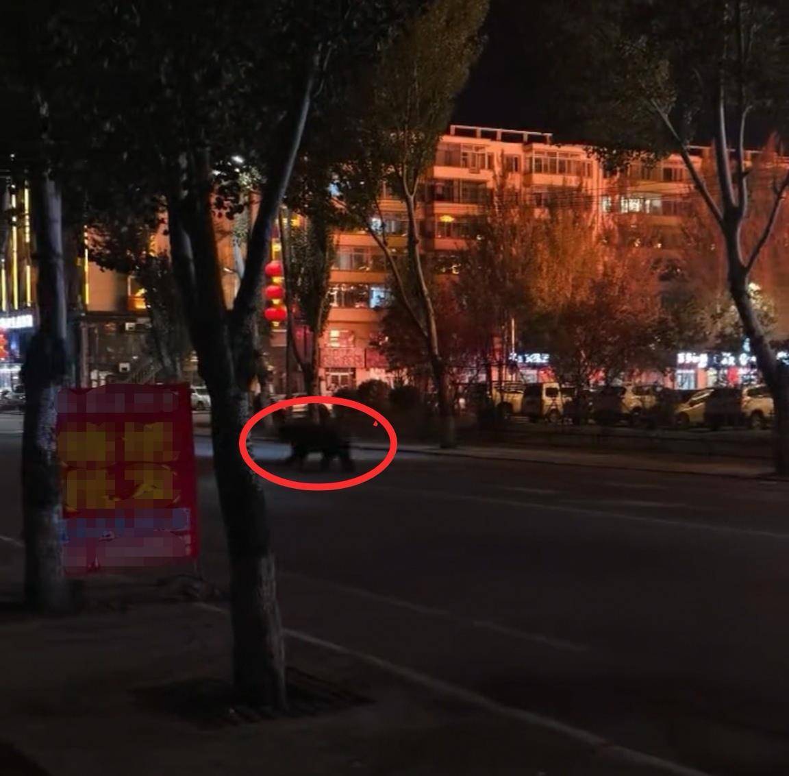 大黑熊夜里独闯黑龙江一县城闹市区<strong></p>
<p>fil最新消息</strong>，警方连开10多枪击毙，回应为何没用麻醉枪