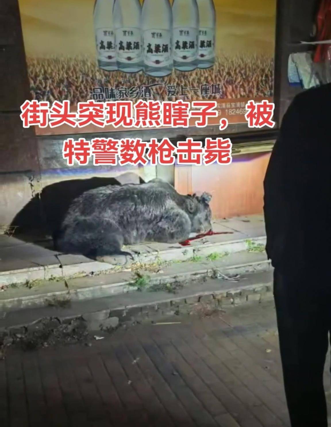 大黑熊夜里独闯黑龙江一县城闹市区<strong></p>
<p>fil最新消息</strong>，警方连开10多枪击毙，回应为何没用麻醉枪