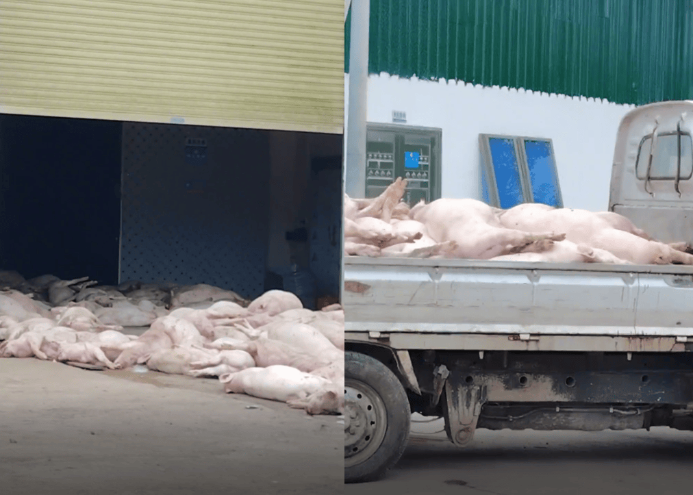 广东一食品企业出现大量死猪事件追踪:公安部门介入侦办<strong></p>
<p>hbar</strong>,企业负责人被控制