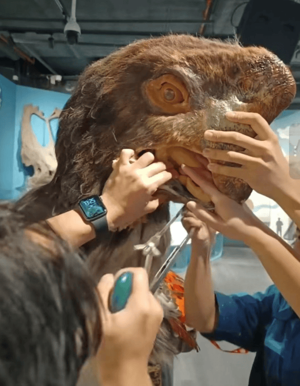 被卡住了<strong></p>
<p>hbar</strong>!广州一游客把手伸进恐龙模型嘴中