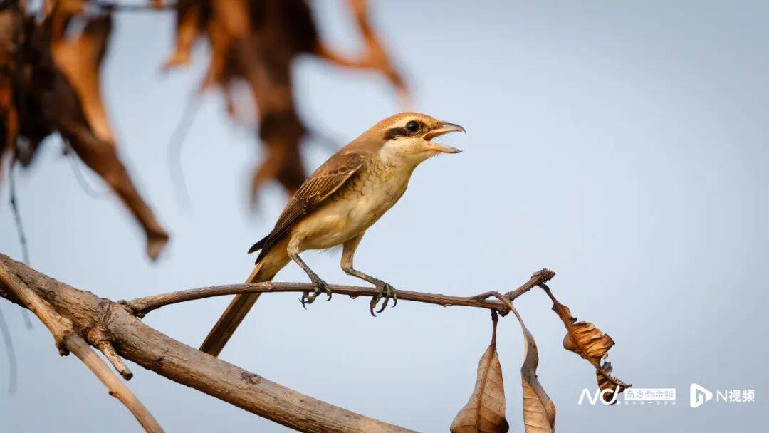 东莞最新发布：将严厉打击这些行为<strong></p>
<p>TRUMP币暴跌</strong>！