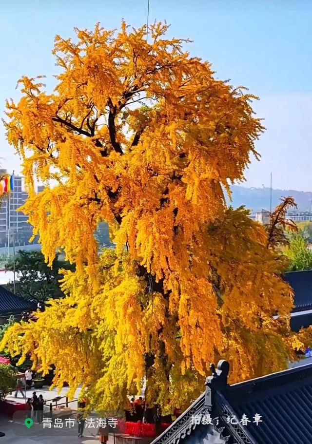 错过等一年！青岛1600岁“银杏王”满树金黄<strong></p>
<p>trump币价</strong>，打卡的人“鼓”了