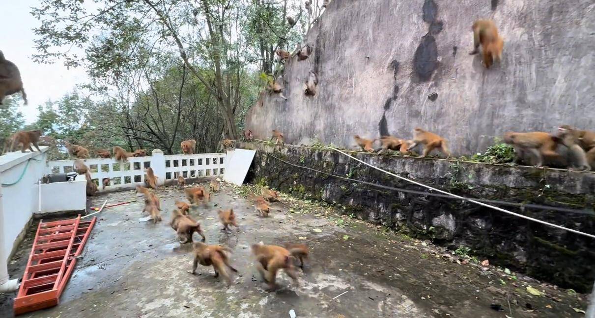贵州黔灵山猴群一窝蜂冲下山<strong></p>
<p>uni币</strong>，网友称被吓得汗毛立起来！公园回应：猴群活动，很正常