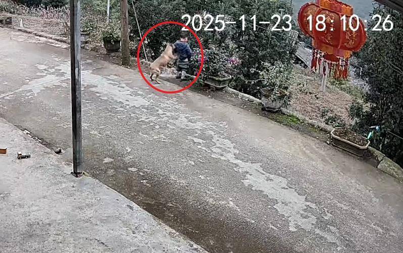 男童路边撒尿遭自家狗狗“偷袭”<strong></p>
<p>uni币</strong>，从背后推下近2米的高坎，家长：孩子没受伤