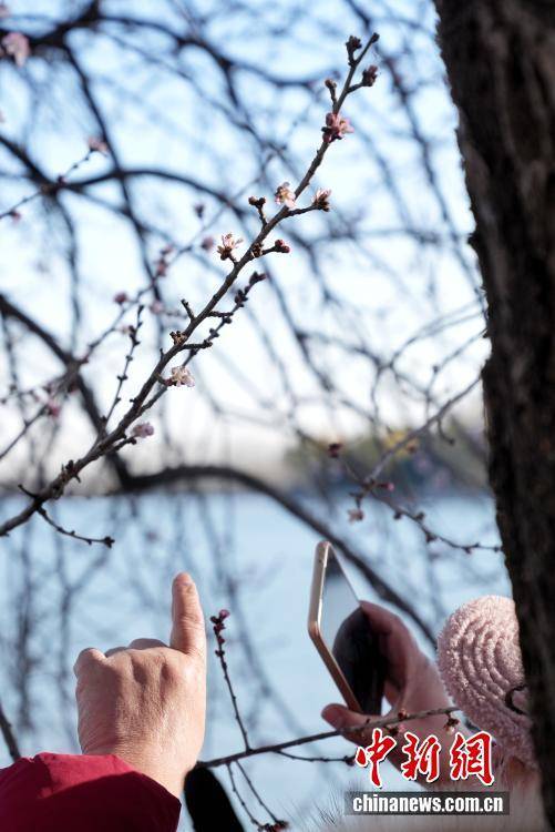 北京颐和园现“春花冬开”景象