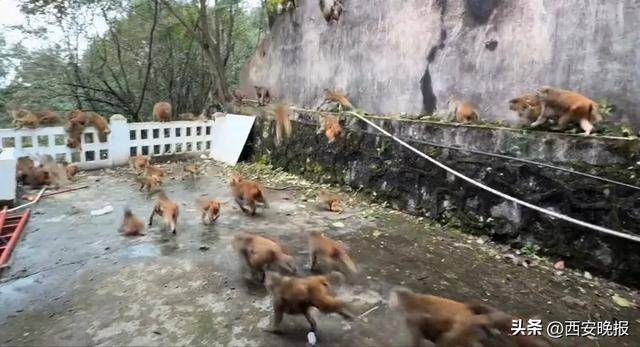 贵州一景区“下猴子雨”<strong></p>
<p>uni官网</strong>，园方：正常情况