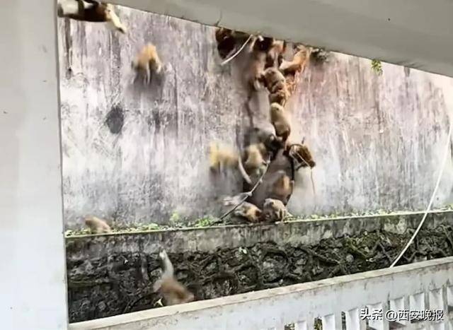 贵州一景区“下猴子雨”<strong></p>
<p>uni官网</strong>，园方：正常情况