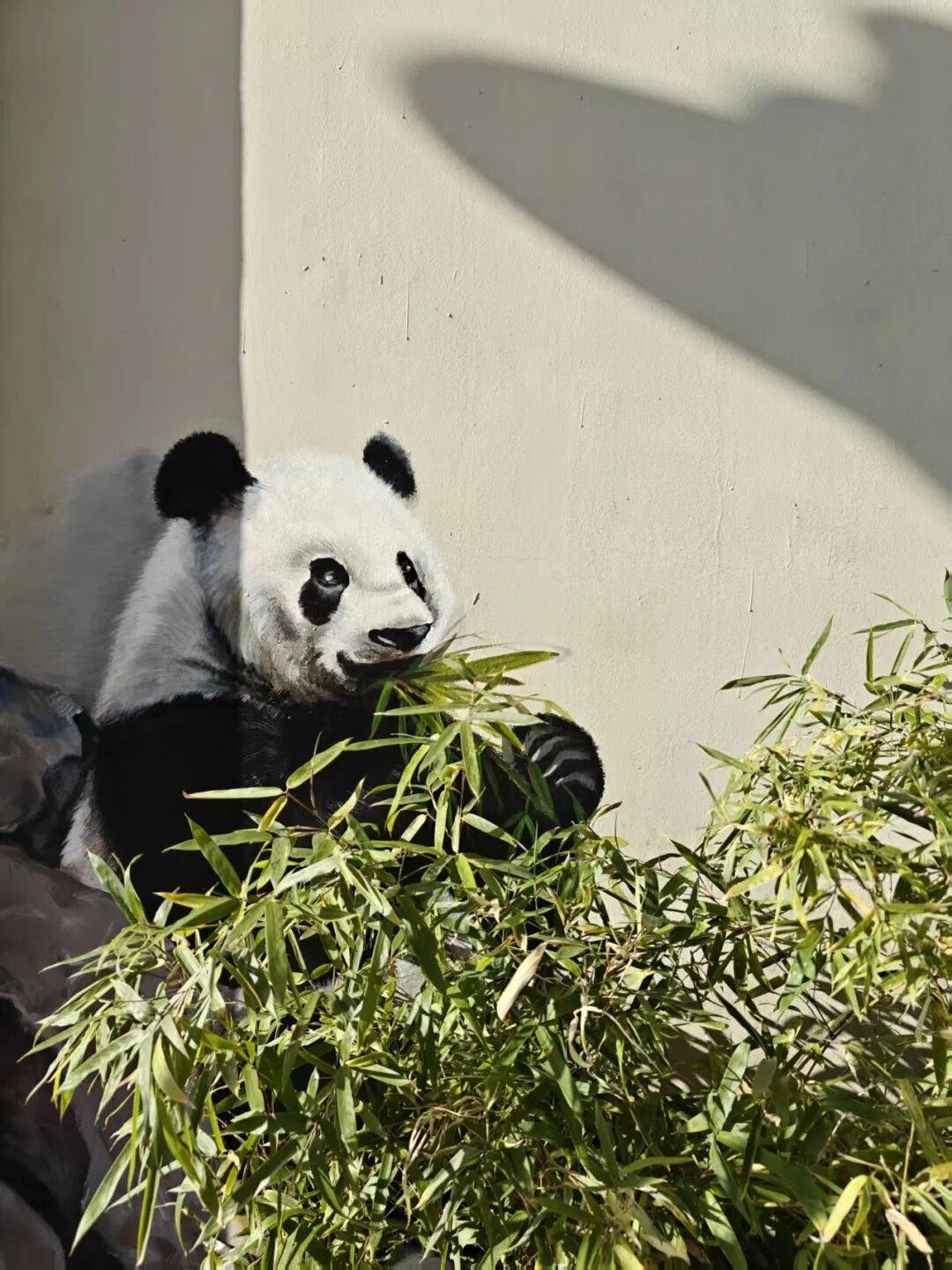 “颜值”出圈 天津和平区独山路这面彩绘墙“亮”<strong></p>
<p>vet</strong>了