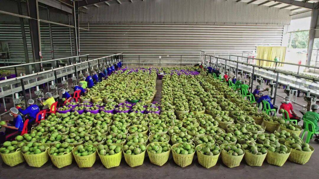 椰子水之外<strong></p>
<p>vet</strong>，大公司争夺40亿元生椰市场