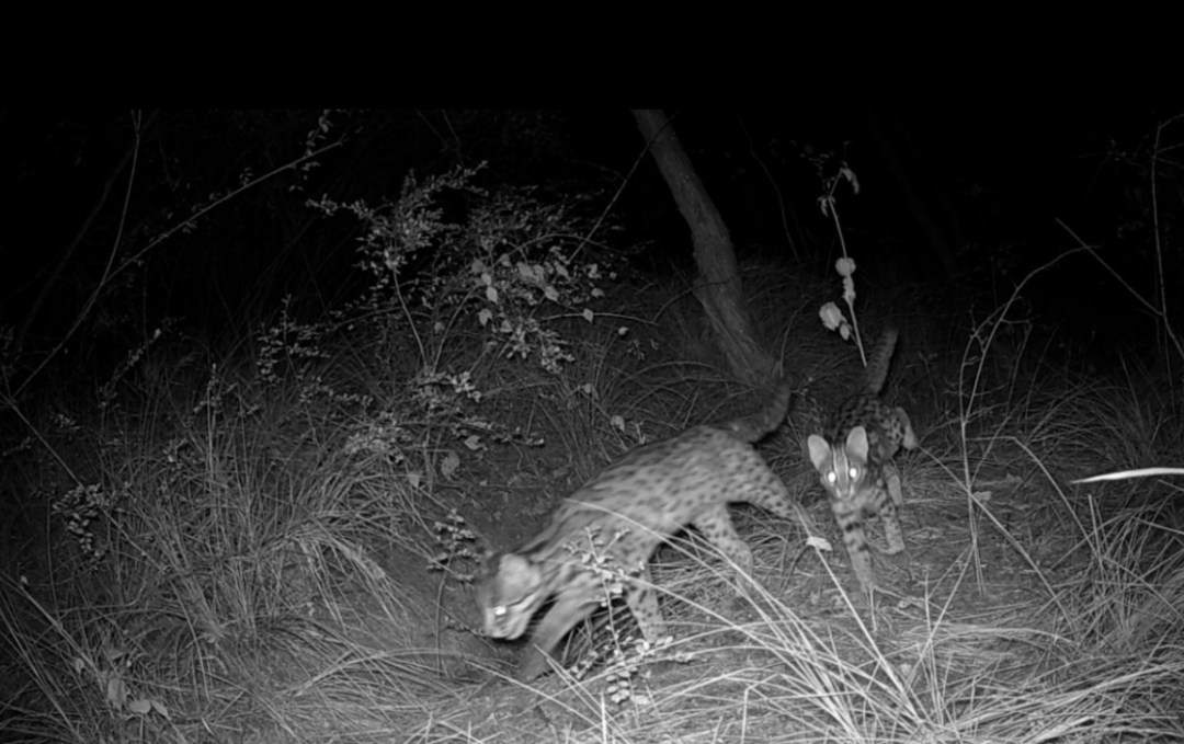 遂宁版“疯狂动物城”上线<strong></p>
<p>vet</strong>！