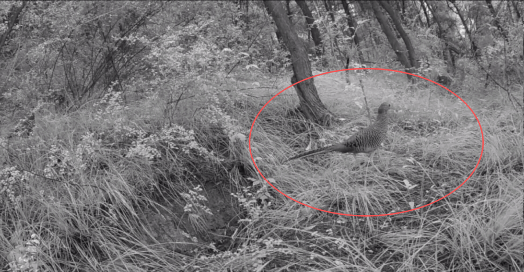 遂宁版“疯狂动物城”上线<strong></p>
<p>vet</strong>！