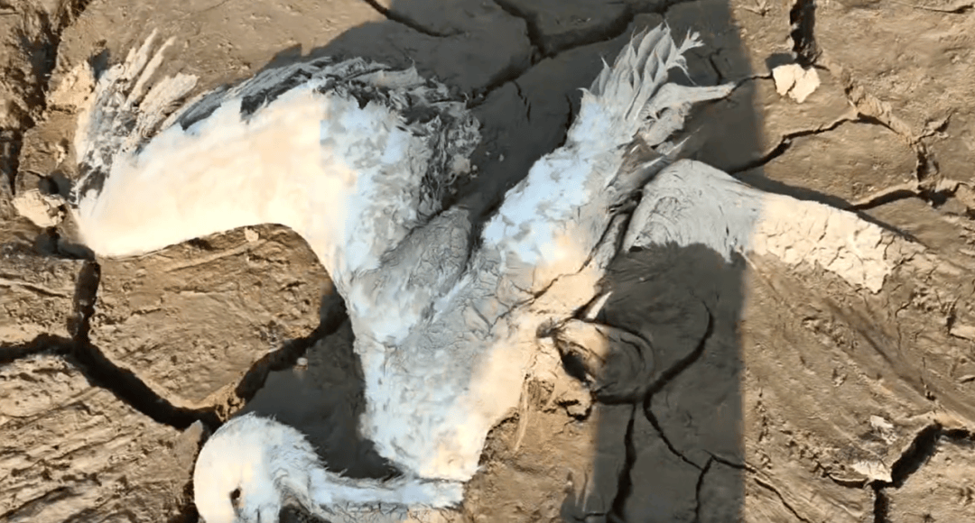 江西余干警方通报：3人疑似在鄱阳湖湿地毒害野生动物<strong></p>
<p>ada艾达币</strong>，已采取刑事强制措施