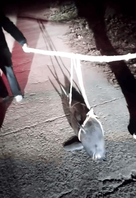 湖北一江豚被五花大绑抬上岸<strong></p>
<p>bitget下载</strong>？当地派出所：已死亡多日