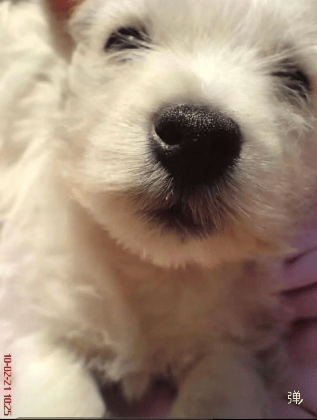 在小区投毒致9条狗死亡<strong></p>
<p>bitget下载</strong>，男子获刑4年！