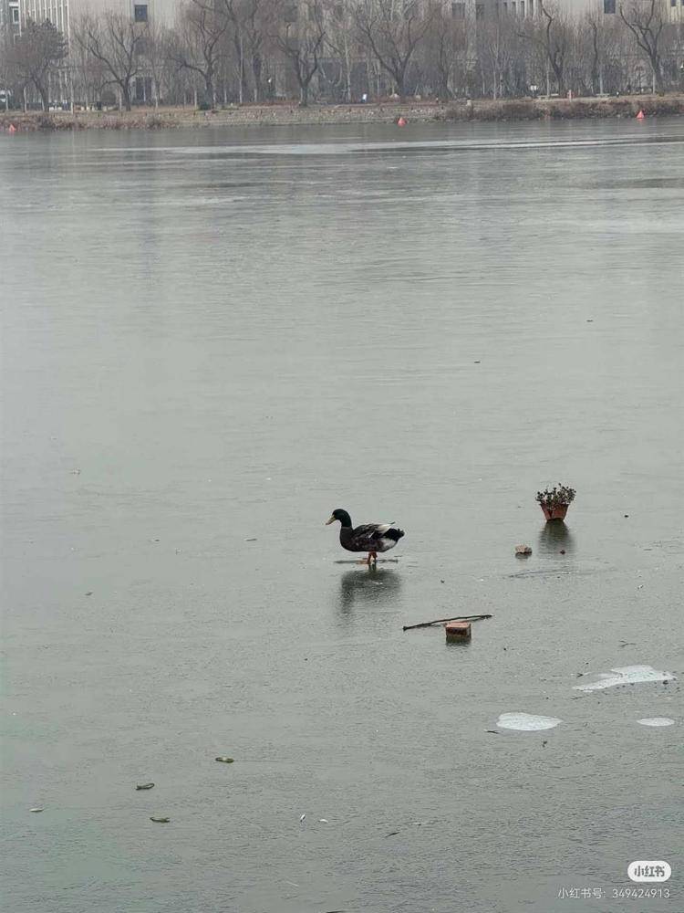 游客称天津一公园有鸭子被冻在冰面上<strong></p>
<p>BitGet官方注册</strong>，景区：是野鸭，去救时它能走动，每年都有被冻住的情况